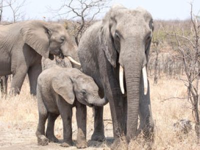southern_kruger-istock-10433755941